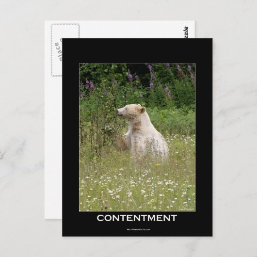 Spirit Bear Geschenke Postkarte (Vorne/Hinten)