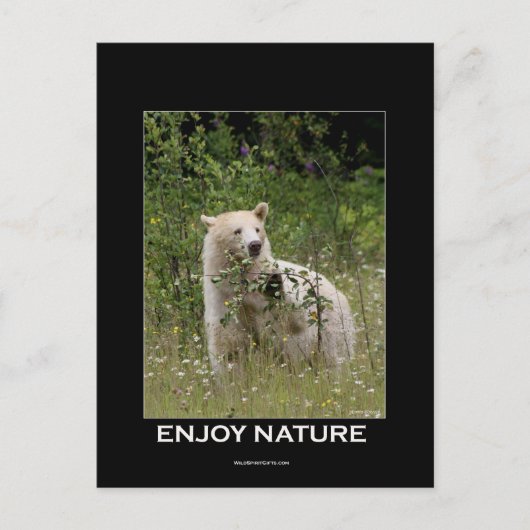 Spirit Bear Geschenke Postkarte (Vorderseite)