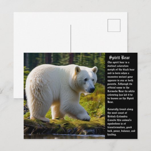 Spirit Bear Postcard Feiertagspostkarte (Vorne/Hinten)