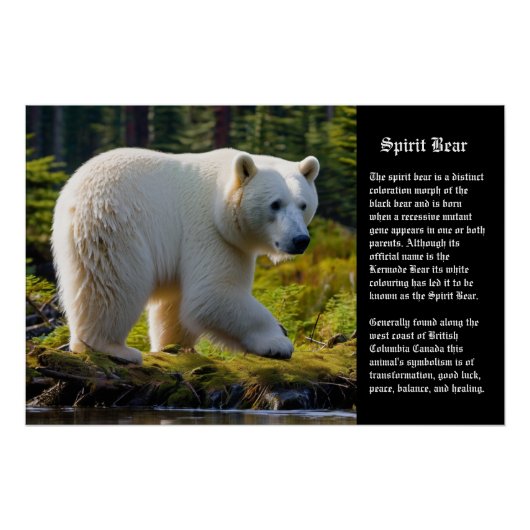 Spirit Bear Poster (Vorderseite)