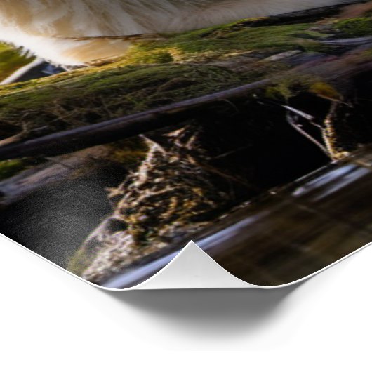 Spirit Bear Poster (Ecke)