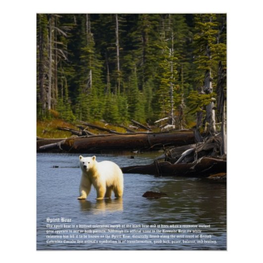 Spirit Bear Poster (Vorderseite)