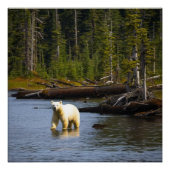 Spirit Bear Poster (Vorderseite)