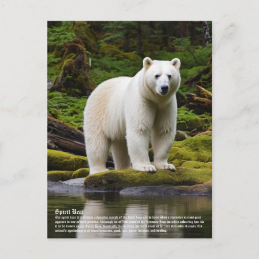 Spirit Bear Postkarte (Vorderseite)