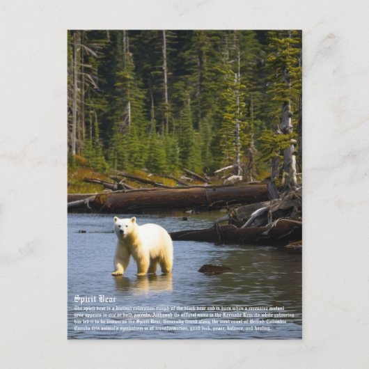 Spirit Bear Postkarte (Vorderseite)