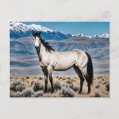 Spirit of the West Mustang Postkarte (Vorderseite)
