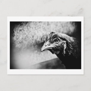 Spirituosen und Hühner Postkarte