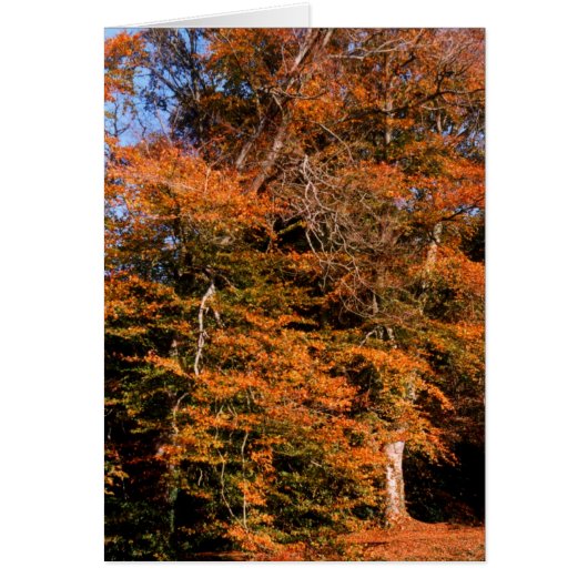 Spirituosenkarte Herbst (Vorne)