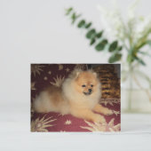 Spitz Alemão Postkarte (Stehend Vorderseite)
