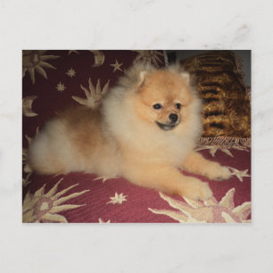 Spitz Alemão Postkarte