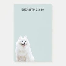 Spitz American Eskimo Dog