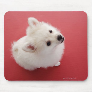 Spitz auf dem roten Teppich Mousepad