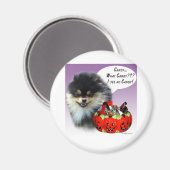 Spitz (blktan) Halloween Candy Magnet (Vorderseite/Rückseite)