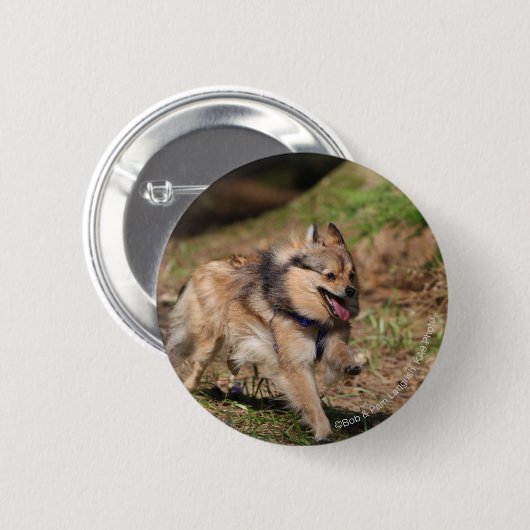 Spitz, der an mit Geschirr läuft Button (Vorne & Hinten)