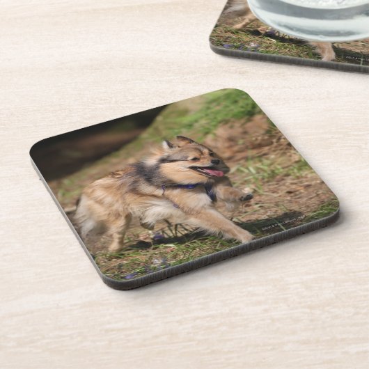 Spitz, der an mit Geschirr läuft Getränkeuntersetzer (Linke Seite)