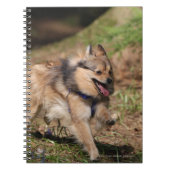 Spitz, der an mit Geschirr läuft Notizblock (Vorderseite)