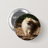 Spitz, der in das gefallene Blätter Trotting ist Button (Vorne & Hinten)