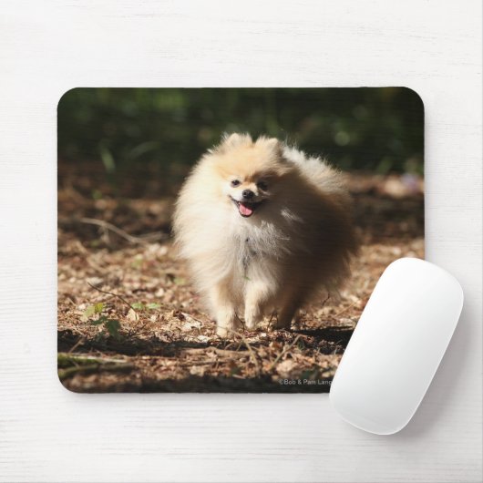 Spitz, der in das gefallene Blätter Trotting ist Mousepad (Mit Mouse)