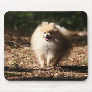 Spitz, der in das gefallene Blätter Trotting ist Mousepad