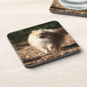 Spitz, der in das gefallene Blätter Trotting ist Untersetzer (Linke Seite)