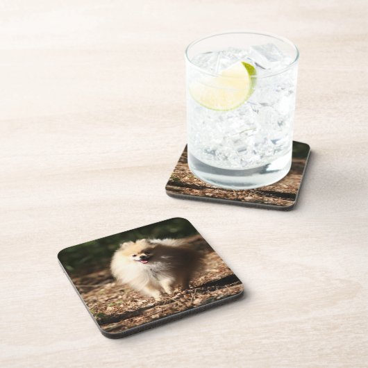 Spitz, der in das gefallene Blätter Trotting ist Untersetzer (Rechte Seite)