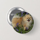 Spitz, der Kamera in den Bluebells betrachtet Button (Vorne & Hinten)