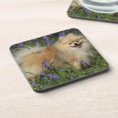 Spitz, der Kamera in den Bluebells betrachtet Getränkeuntersetzer (Linke Seite)