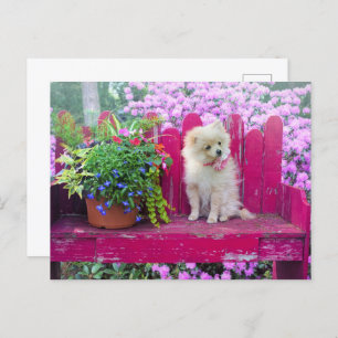 Spitz Dog Lilac Florals Rustikale Gartenbank Postkarte