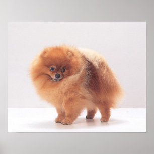 Spitz-Druck Poster