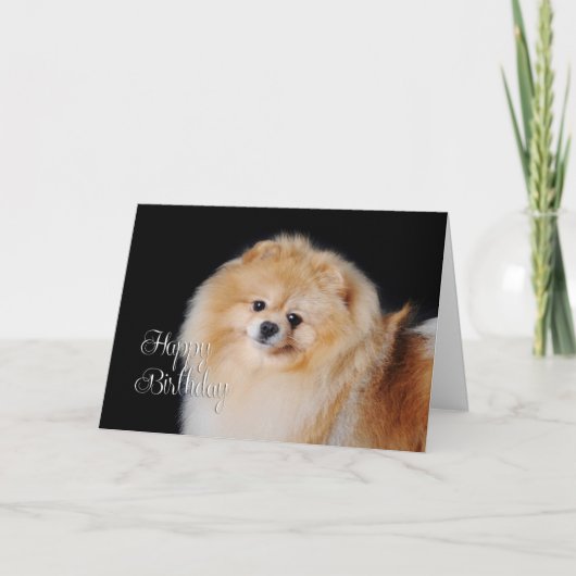 Spitz Geburtstagskarte Karte (Vorderseite)