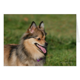 Spitz-Headshot