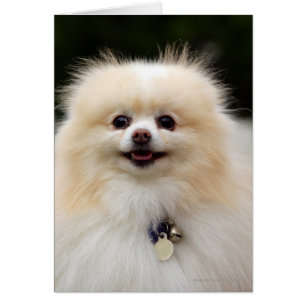 Spitz Headshot 1