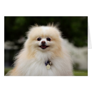 Spitz Headshot 1