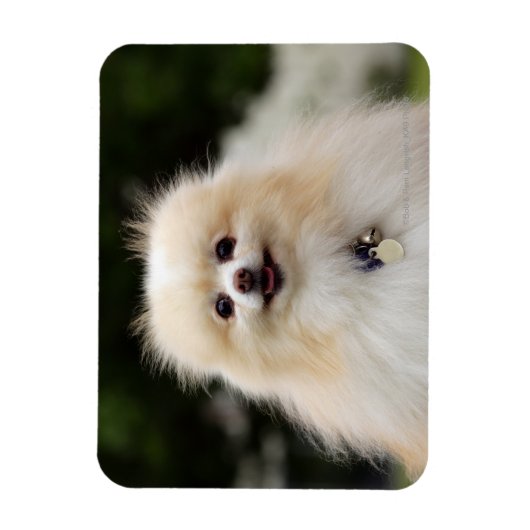 Spitz Headshot 1 Magnet (Vertikal)