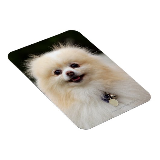 Spitz Headshot 1 Magnet (Rechte Seite)