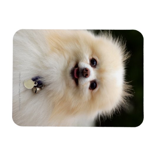 Spitz Headshot 1 Magnet (Horizontal)