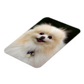 Spitz Headshot 1 Magnet (Linke Seite)