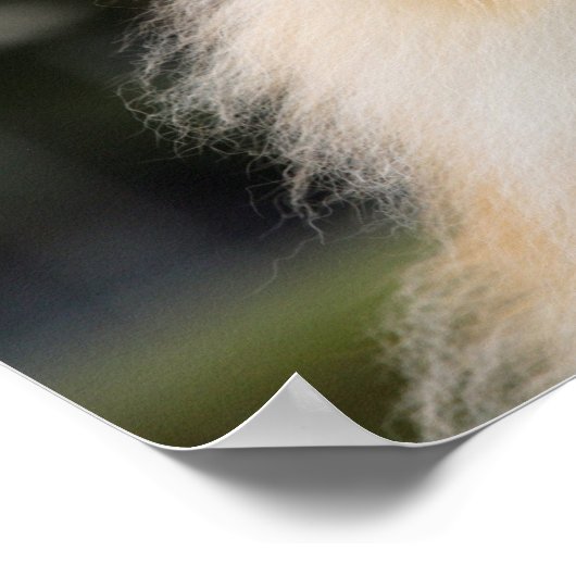 Spitz Headshot 1 Poster (Ecke)