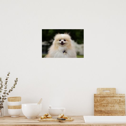 Spitz Headshot 1 Poster (Küche)