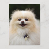 Spitz Headshot 1 Postkarte (Vorderseite)