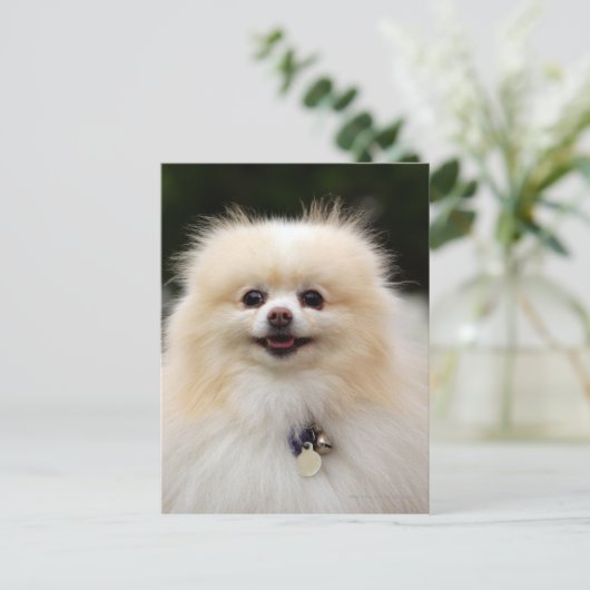 Spitz Headshot 1 Postkarte (Stehend Vorderseite)