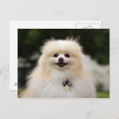 Spitz Headshot 1 Postkarte (Vorne/Hinten)