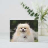 Spitz Headshot 1 Postkarte (Stehend Vorderseite)