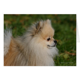 Spitz Headshot 2