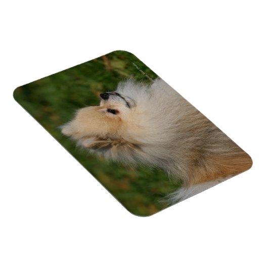 Spitz Headshot 2 Magnet (Rechte Seite)