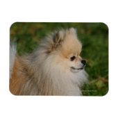 Spitz Headshot 2 Magnet (Horizontal)