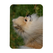 Spitz Headshot 2 Magnet (Vertikal)