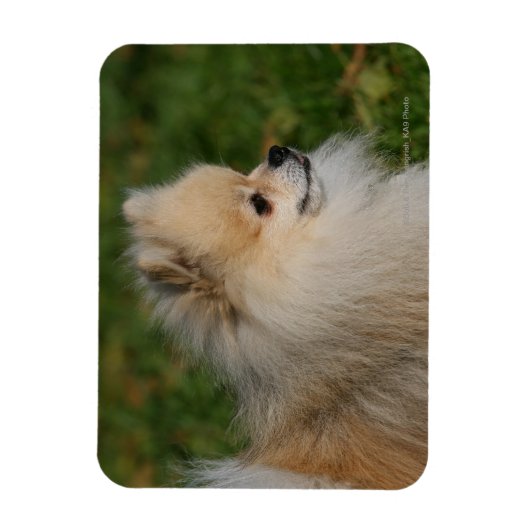 Spitz Headshot 2 Magnet (Vertikal)