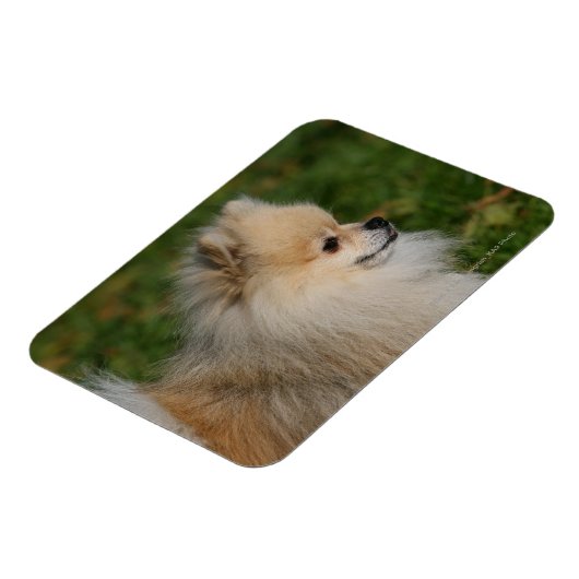 Spitz Headshot 2 Magnet (Linke Seite)