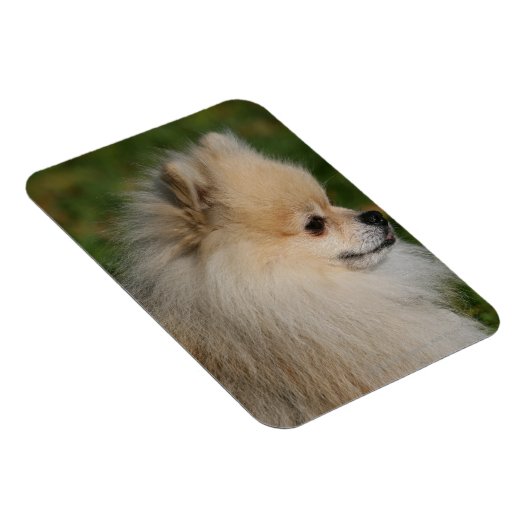 Spitz Headshot 2 Magnet (Rechte Seite)